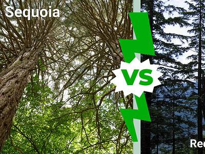 A Sequoia vs. Red Cedar Tree: 12 Differences Between These Towering Giants