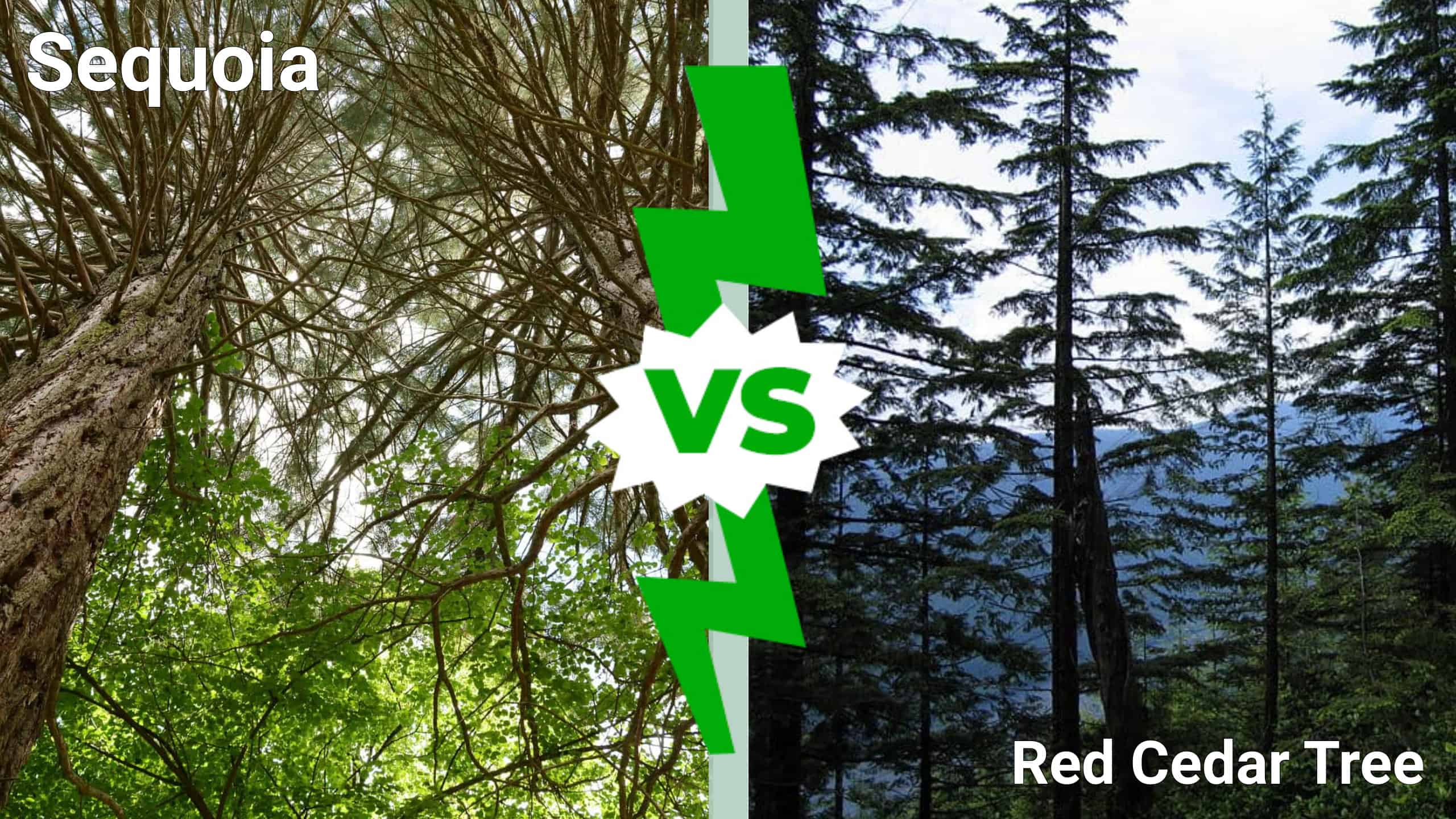 Sequoia vs Red Cedar Tree