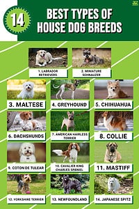 The Best Types of House Dog Breeds - A-Z Animals