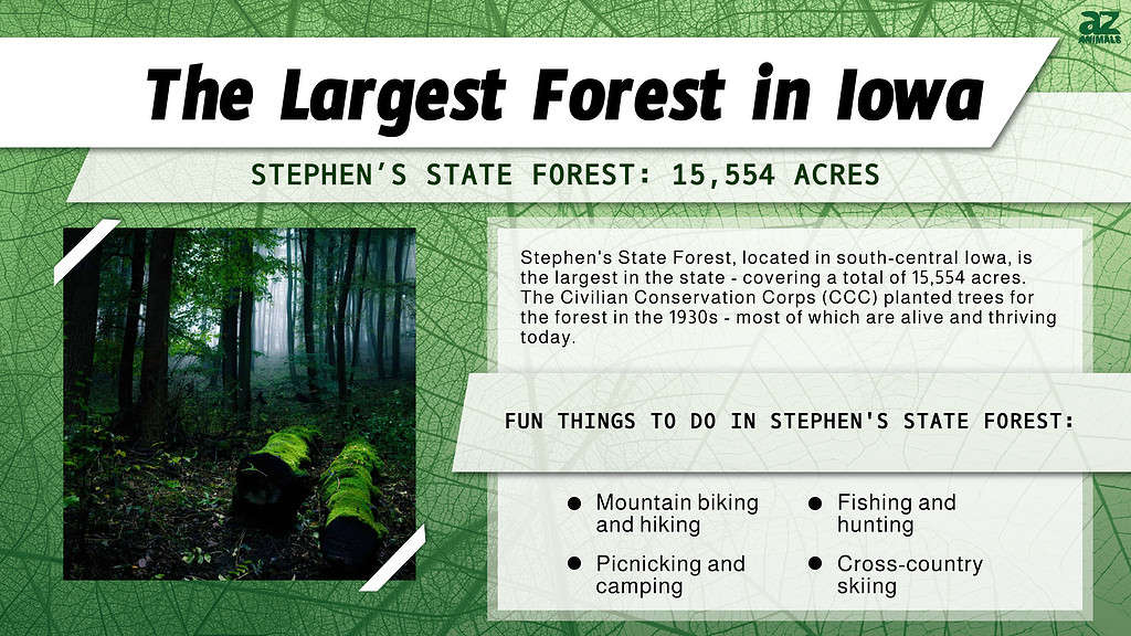 The Largest Forest in Iowa