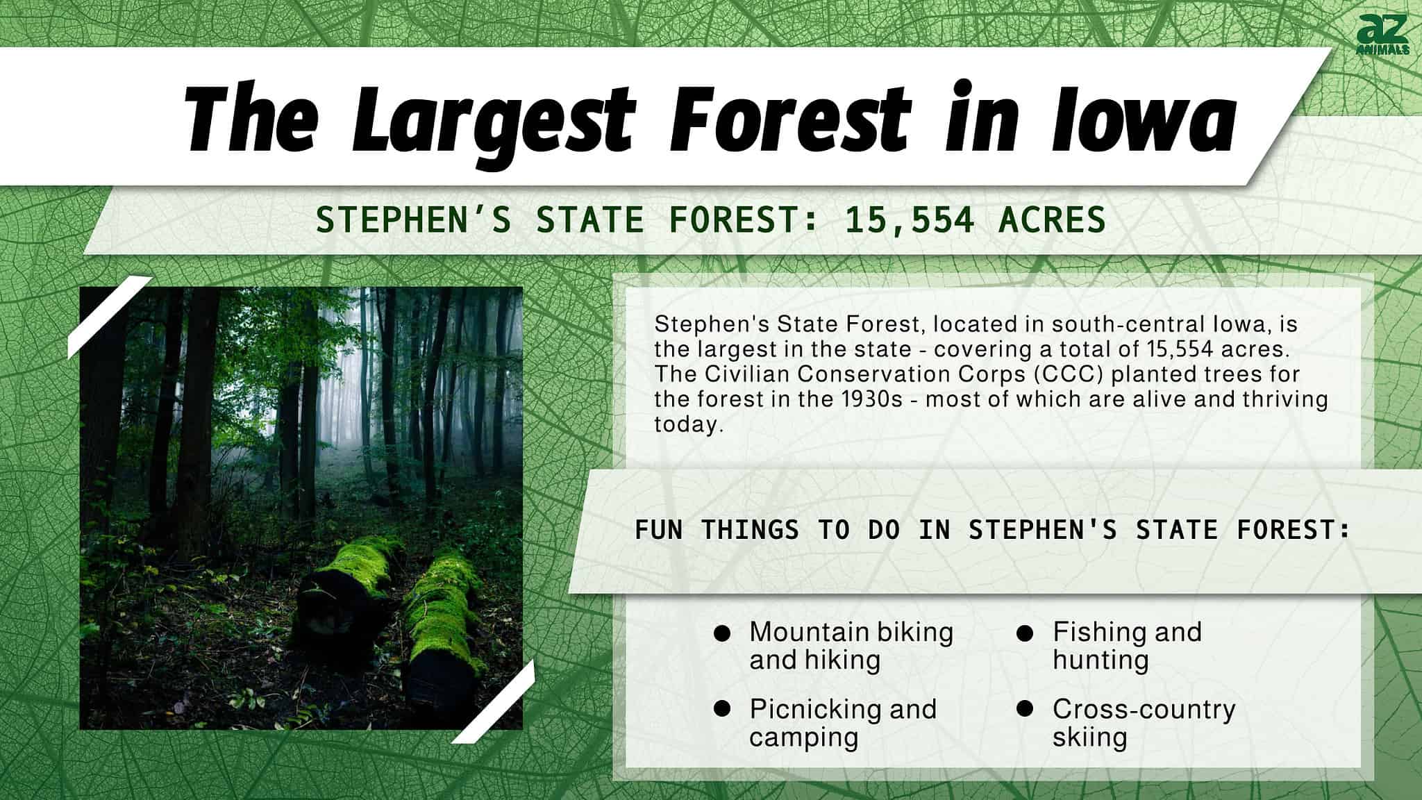 Discover the Largest Forest in Each of the 50 States AZ Animals
