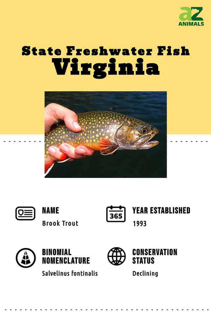 The state freshwater fish of Virginia is the brook trout. 