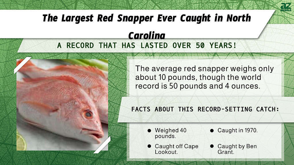"Largest" infographic for the largest red snapper ever caught in North Carolina.