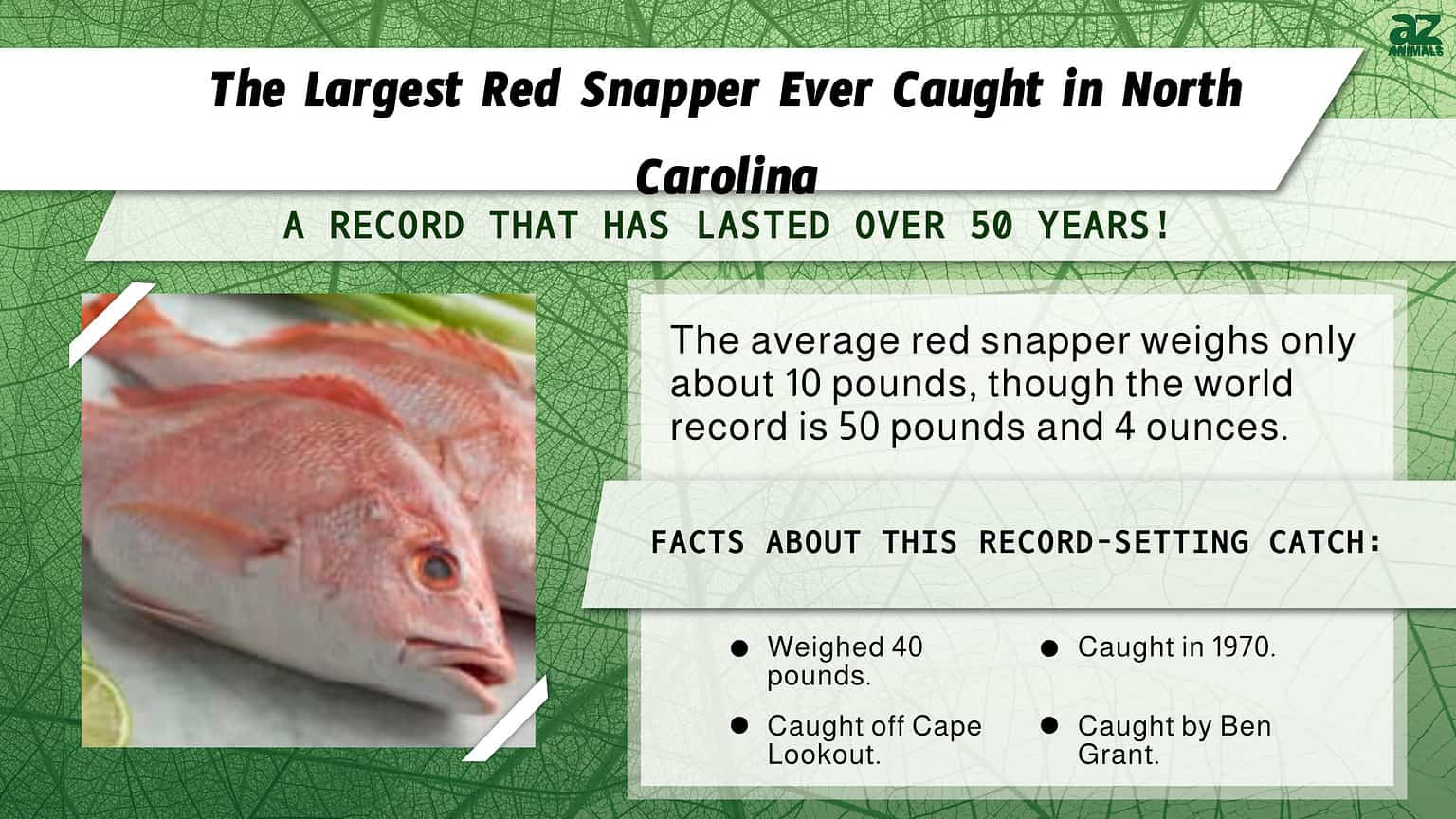 The Largest Red Snapper Ever Caught in North Carolina Was as Big as a