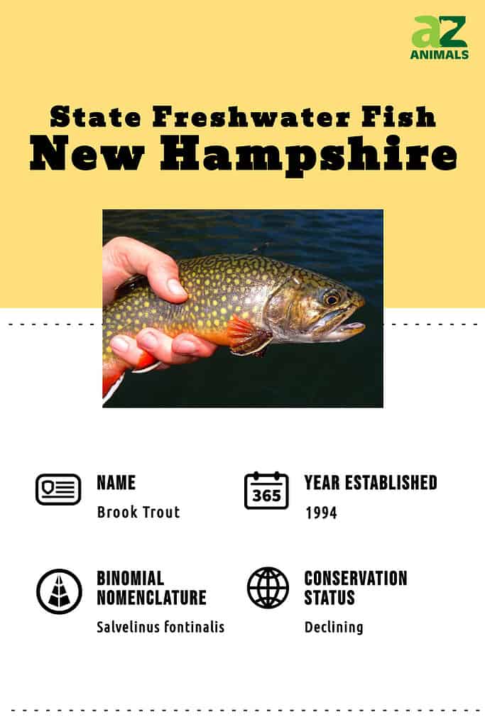 State freshwater fish of New Hampshire. Brook Trout. 