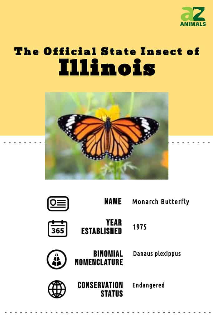 discover-the-official-illinois-state-insect-az-animals