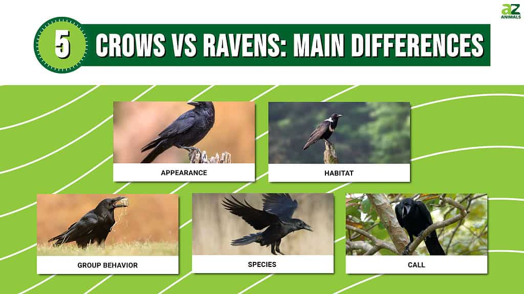 Raven vs. Crow: Differences in Appearance, Behavior, and Symbolism