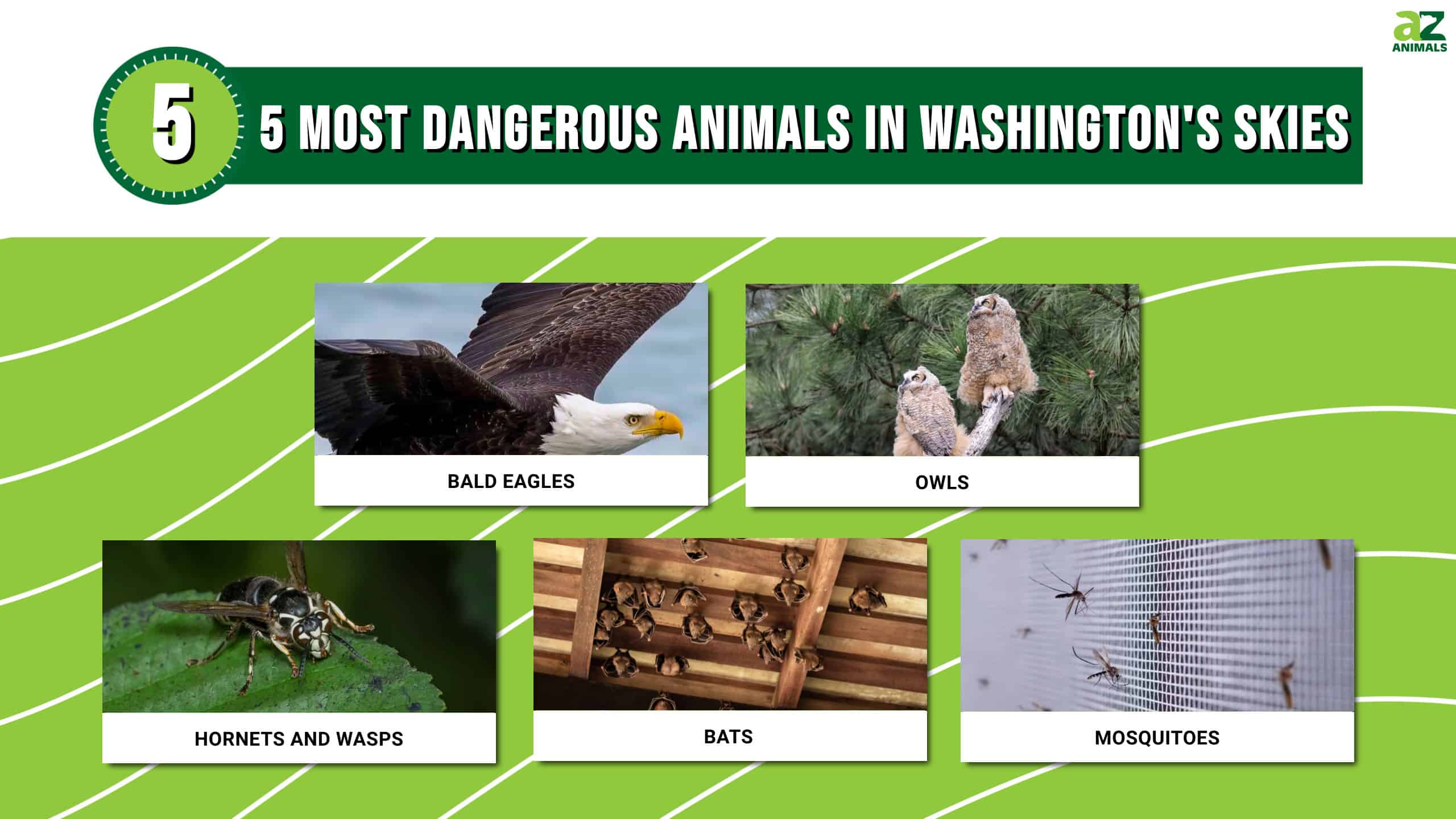 Discover the 5 Most Dangerous Animals Patrolling Washington's Skies - A ...