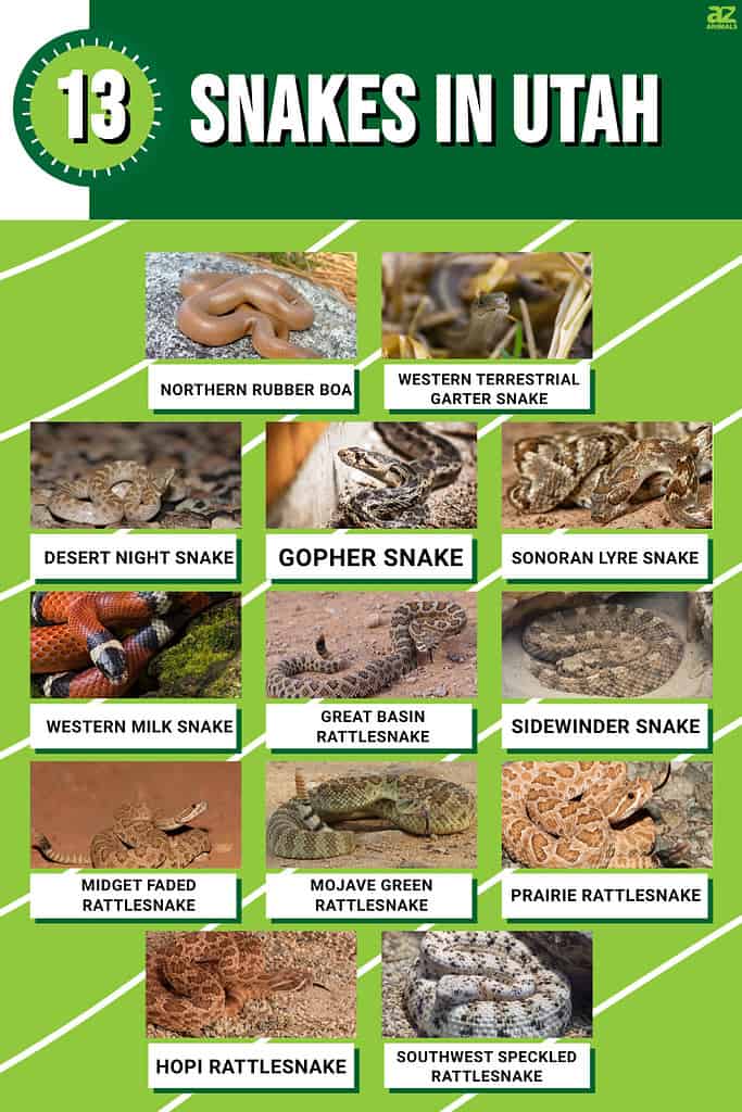 Infographic for 13 Snakes in Utah.