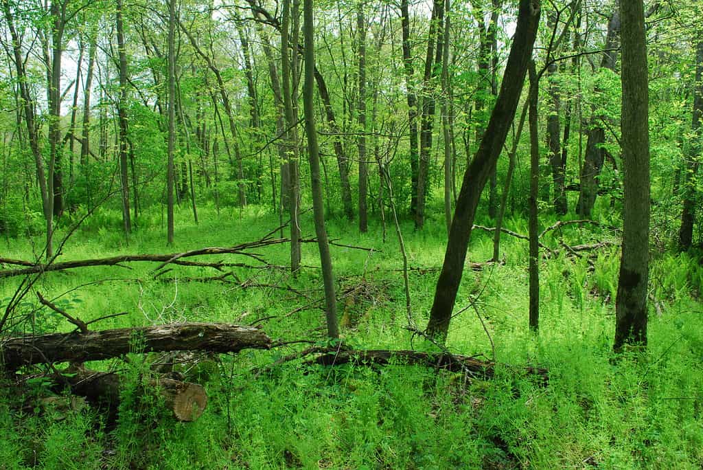 Bottomland Forest, Tiffany Bottoms in Wisconsin State Natural Area.