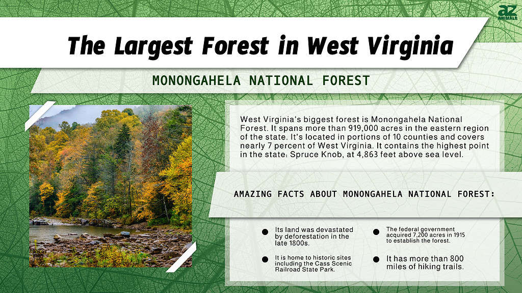 Infographic of the Largest Forest in West Virginia