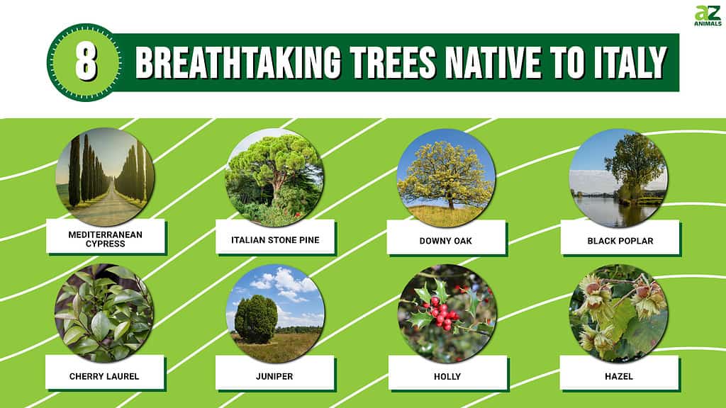 Infographic for 8 Breathtaking Trees Native to Italy.