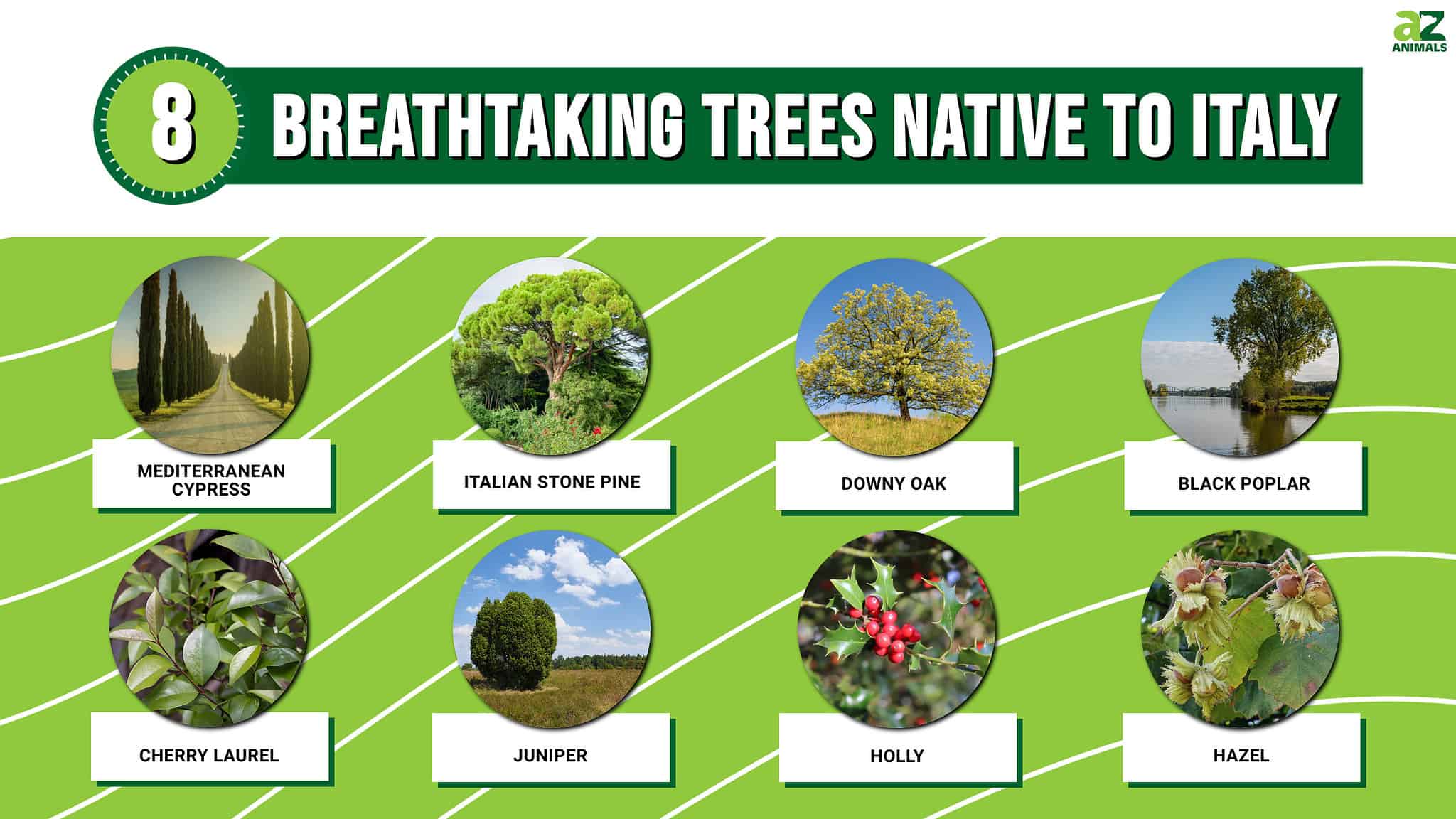 8 Breathtaking Trees Native to Italy AZ Animals