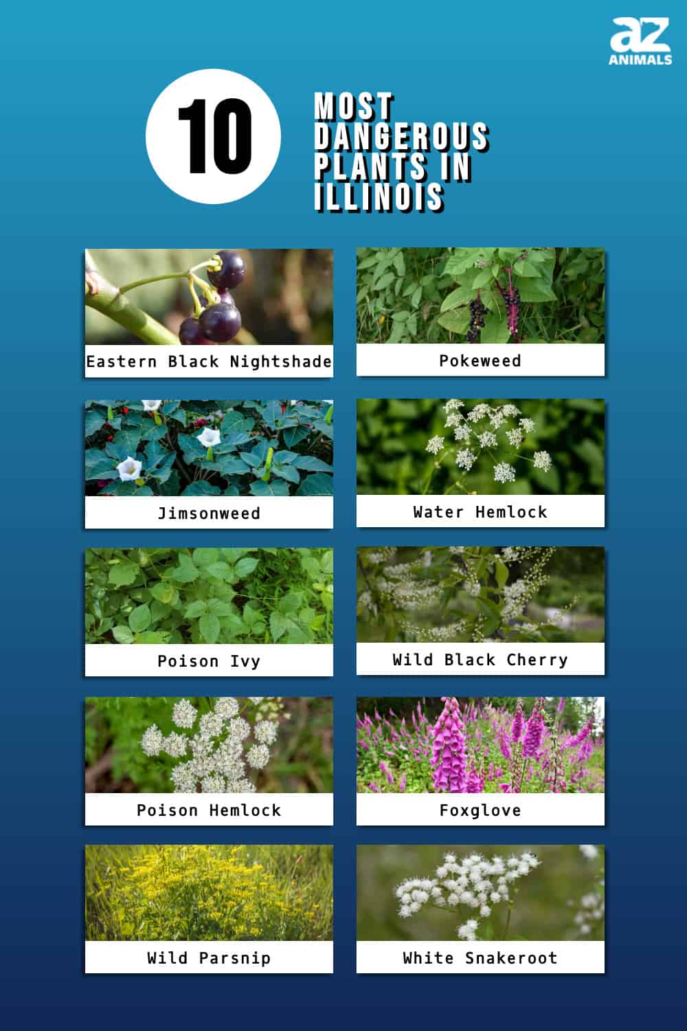 Discover the 10 Most Dangerous Plants in Illinois - A-Z Animals