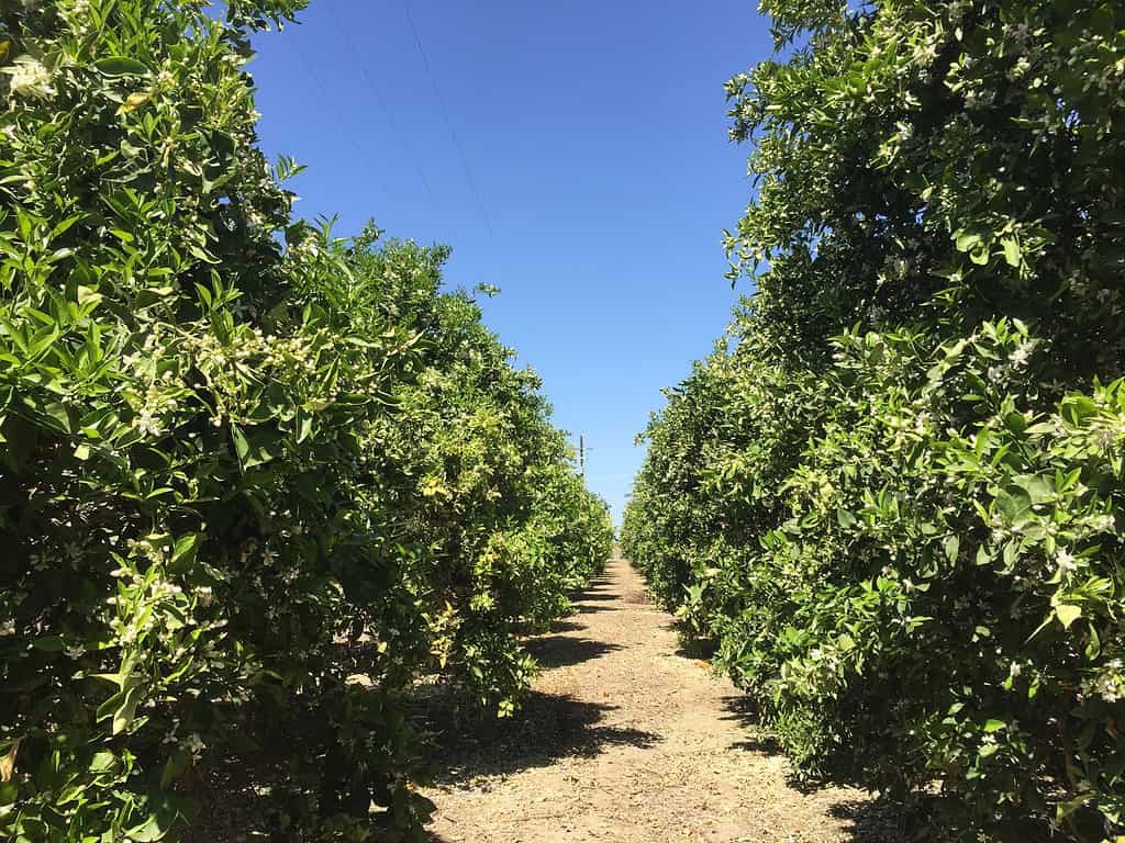 Orange grove in Coalinga California