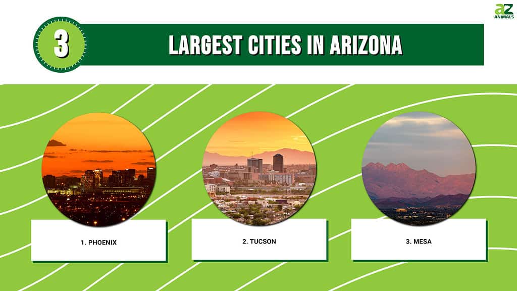 3 Largest Cities in Arizona