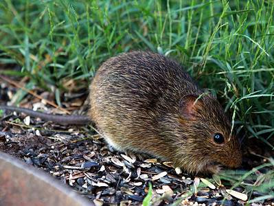 A 12 Plants That Repel and Keep Rats Away