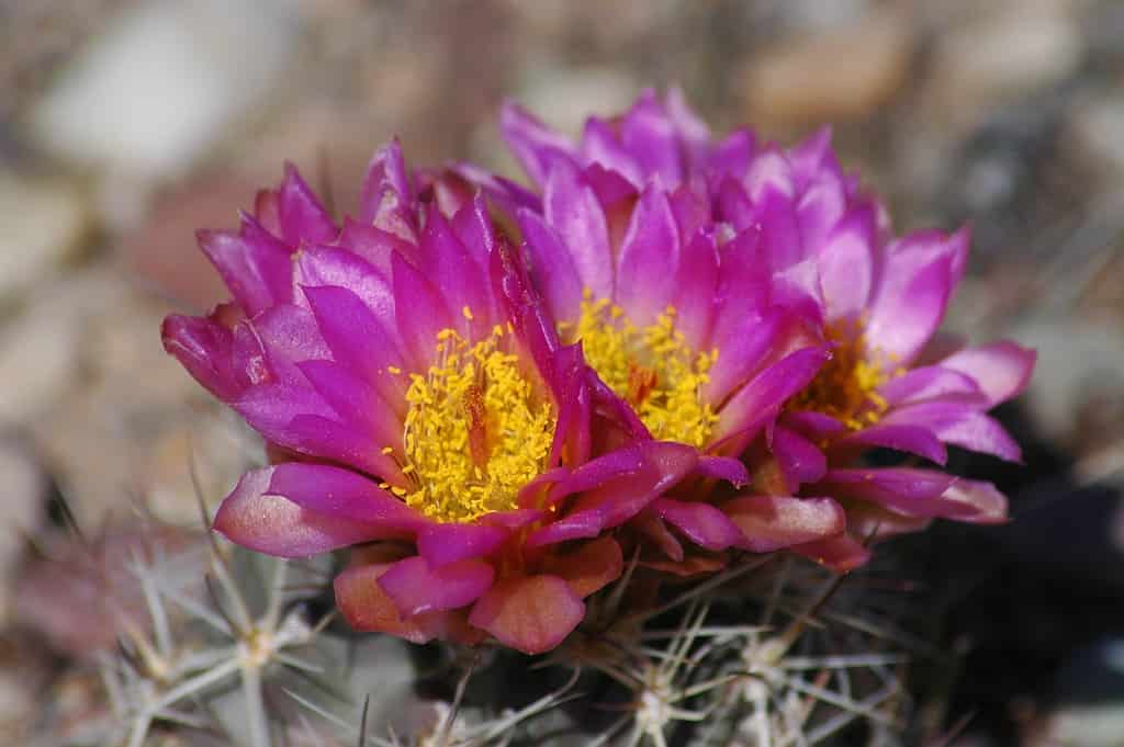 Uinta Basin Hookless Cactus Sclerocactus glaucus