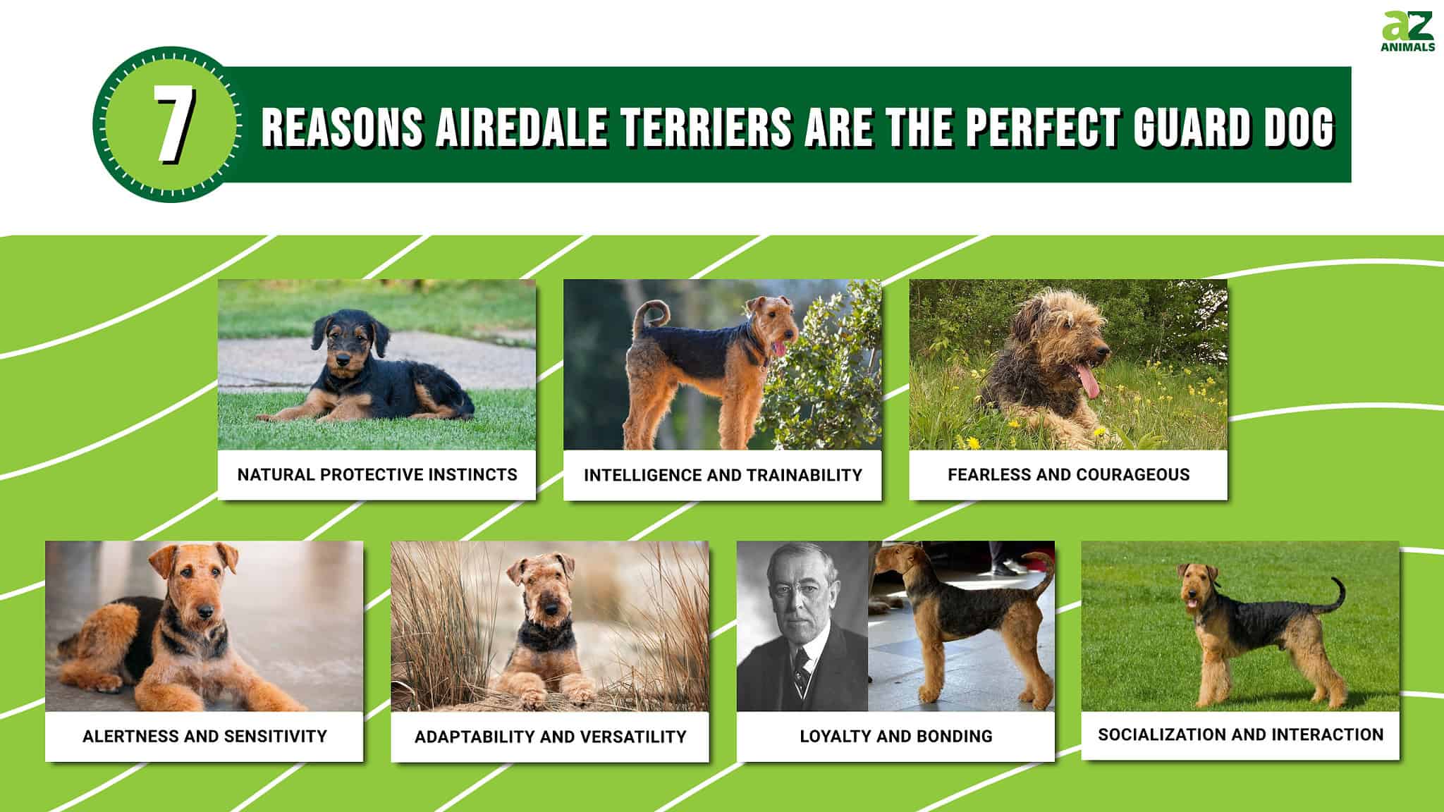 The Top 7 Reasons Airedale Terriers Are the Perfect Guard Dog