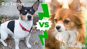 Rat Terrier vs. Chihuahua: 7 Key Differences Picture
