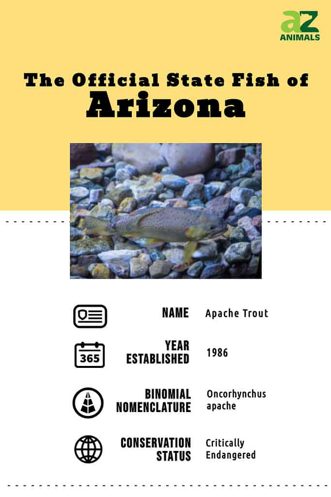 State animal infographic for the Arizona state fish, the Apache trout.