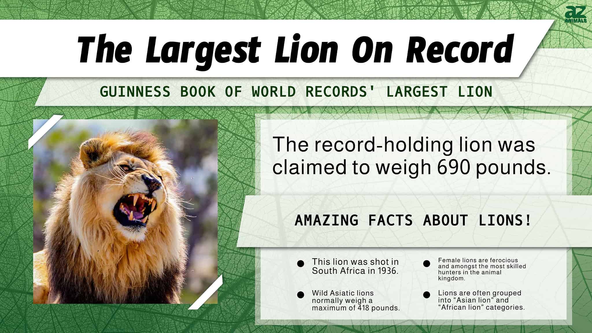 Discover the World's Largest Lions - A-Z Animals