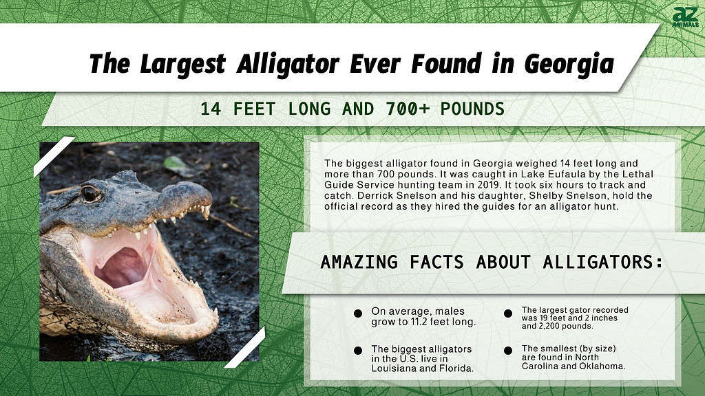 Infographic of the Largest Alligator Ever Found in Georgia