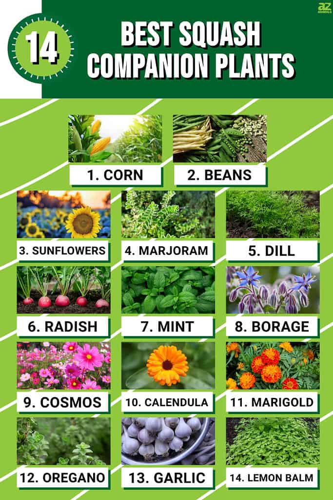 Infographic of 14 Best Squash Companion Plants