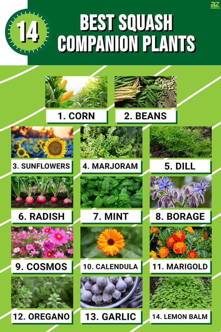 The 14 Best Squash Companion Plants - A-Z Animals