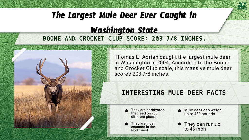 The Largest Mule Deer Ever Caught in Washington State