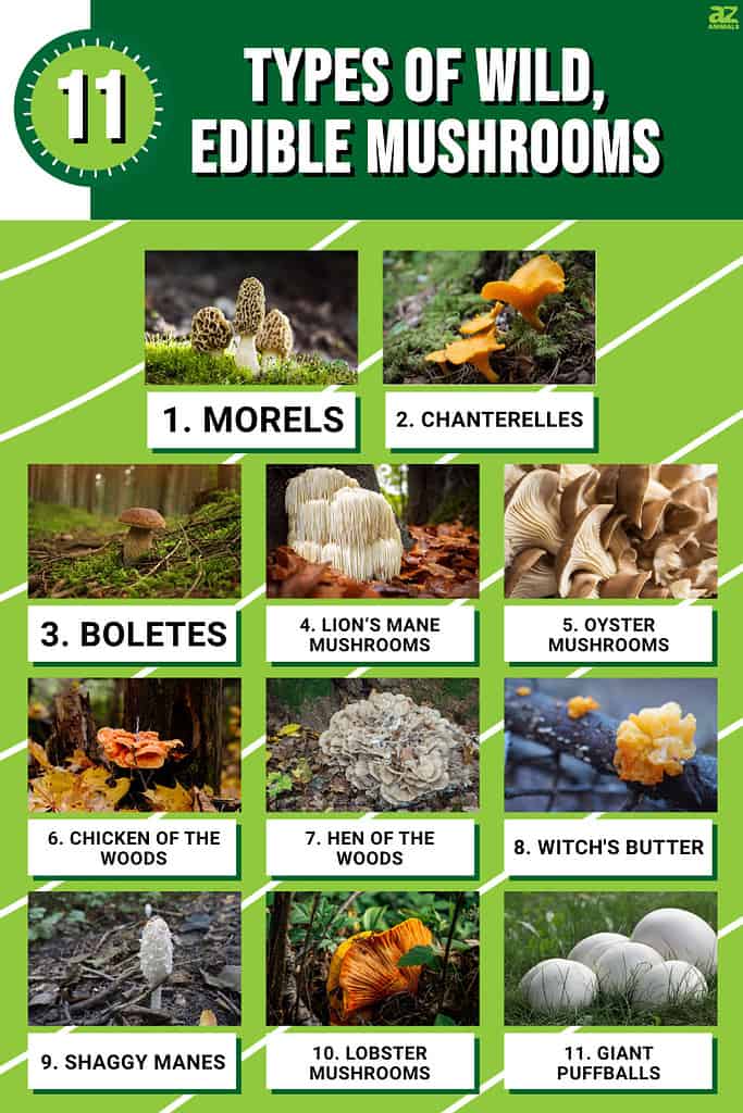 Infographic of 11 Types of Wild, Edible Mushrooms
