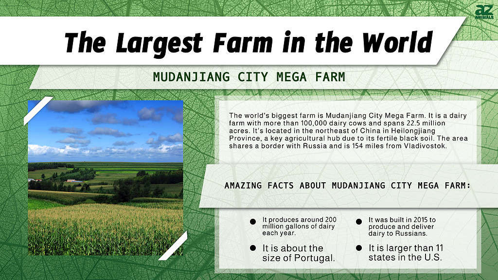 Infographic of the Largest Farm in the World
