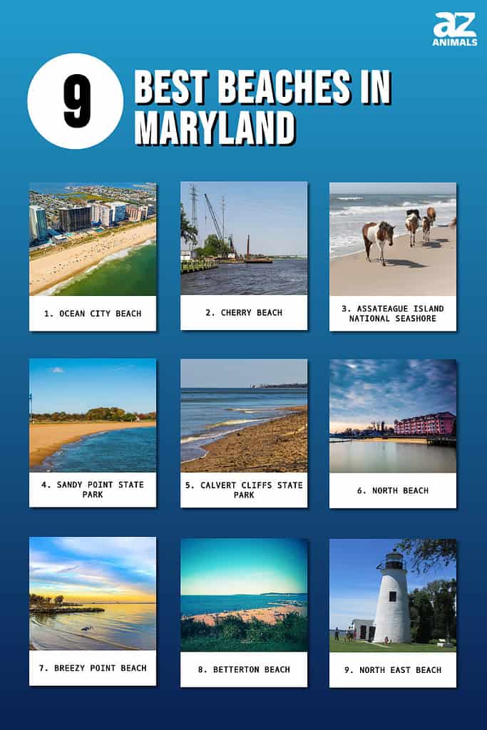 Infographic of 9 Best Beaches in Maryland