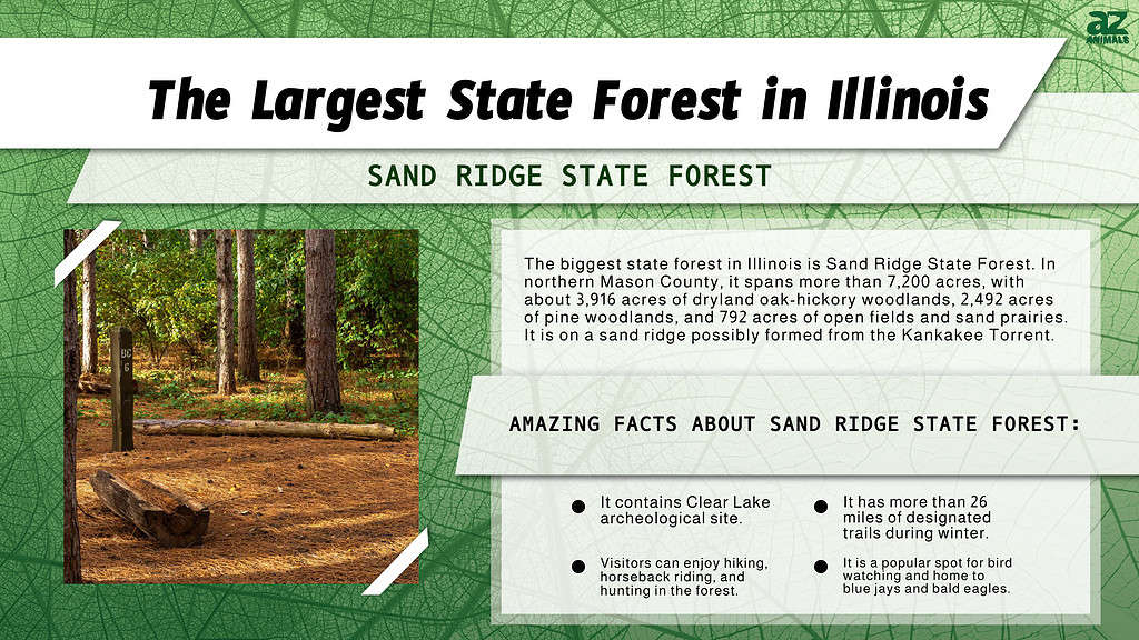 Infographic of the Largest State Forest in Illinois