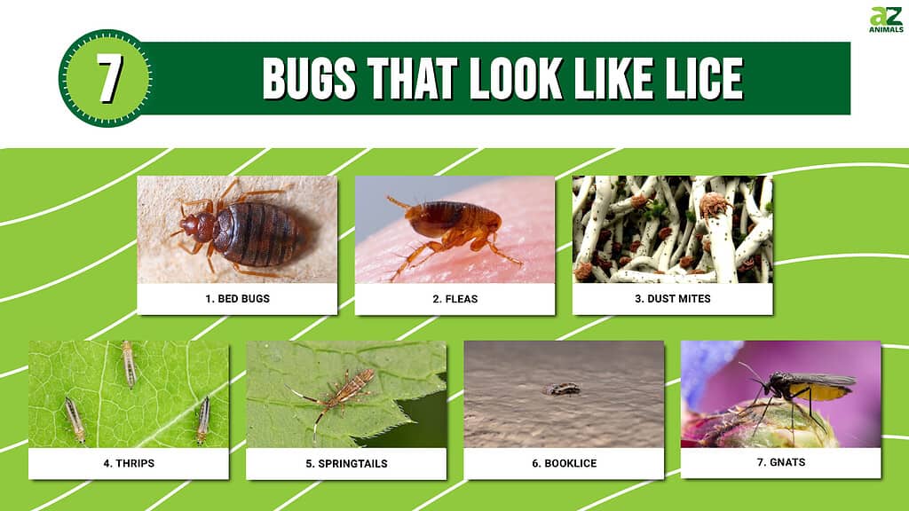 Bugs That Look Like Lice, But Are Not - A-Z Animals