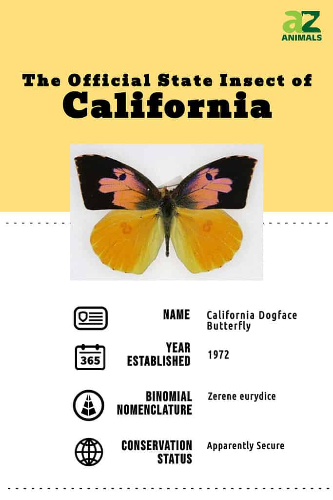 Official state animal infographic for the California insect, the California dogface butterfly.