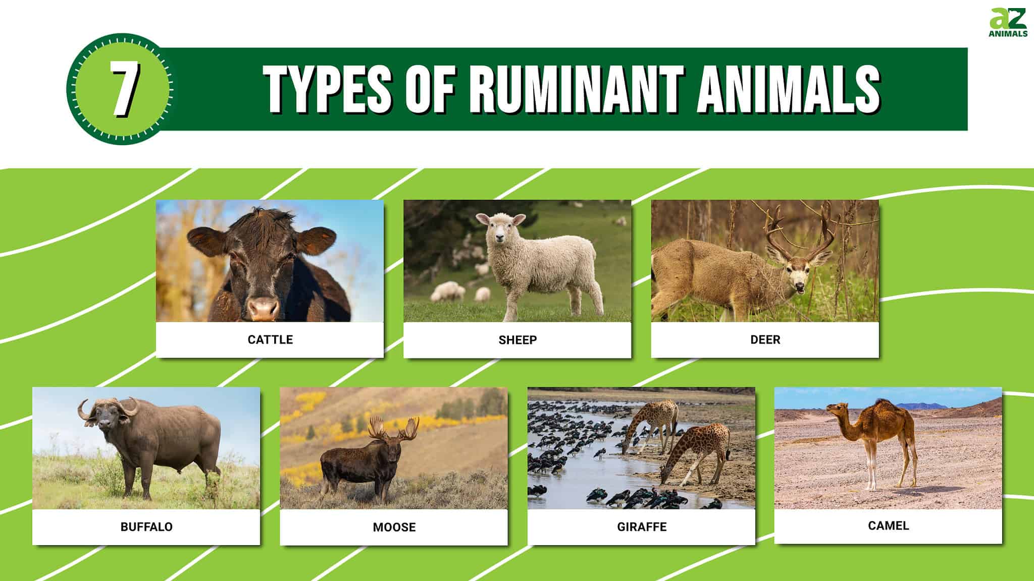 7 Types of Ruminant Animals With Pictures - A-Z Animals