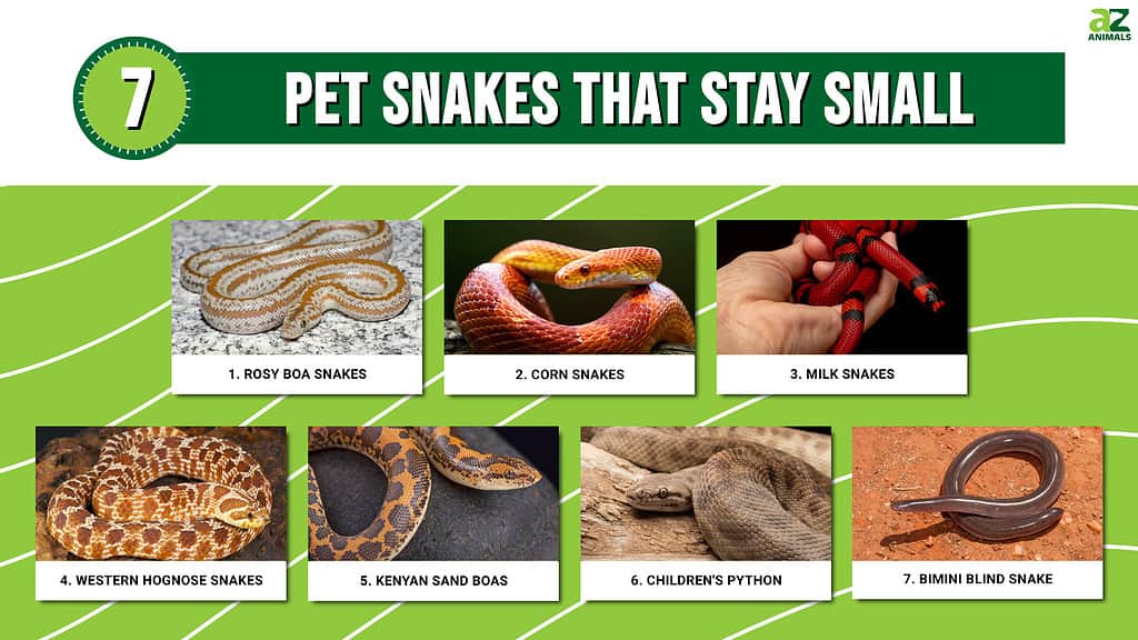 7 Pet Snakes That Stay Small