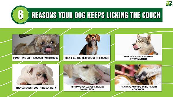 6 Reasons Your Dog Keeps Licking the Couch - A-Z Animals