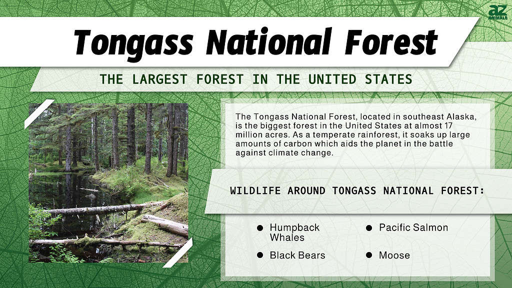 Tongass National Forest is the Largest Forest in the United States
