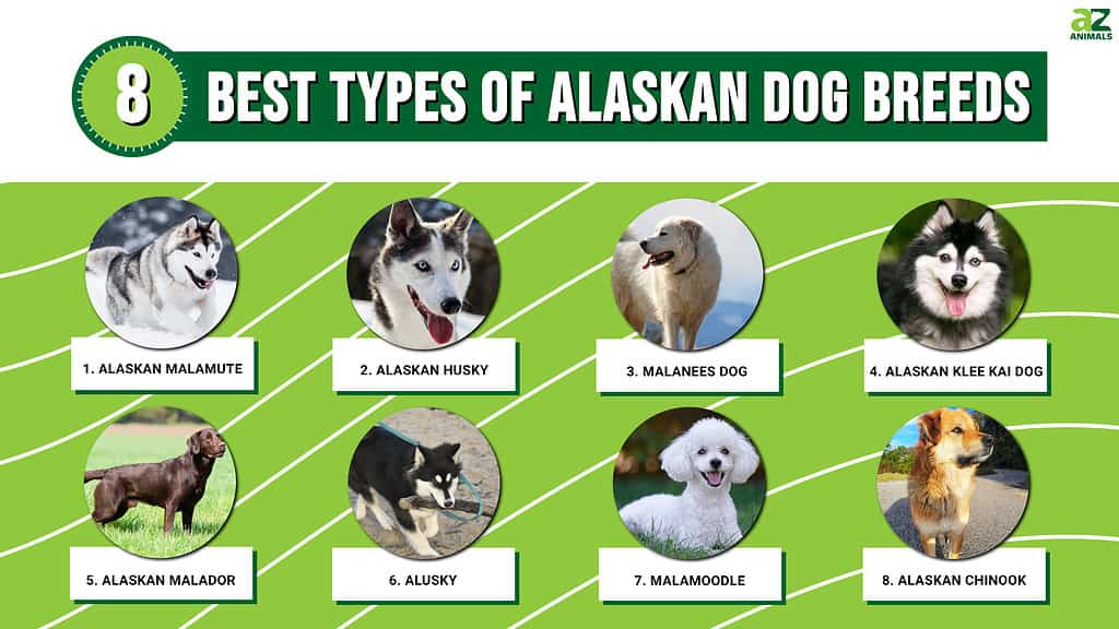 The Alaskan Klee Kai So adorable  Alaskan klee kai, Unique dog breeds,  Hybrid dogs