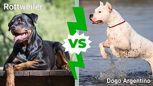 Rottweiler vs. Dogo Argentino: 6 Key Differences Picture