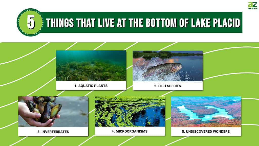 5 Things That Live at the Bottom of Lake Placid