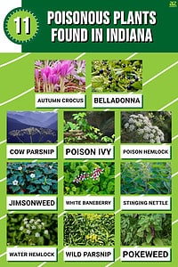 These 11 Poisonous Plants Found In Indiana Are Very Dangerous - A-z Animals