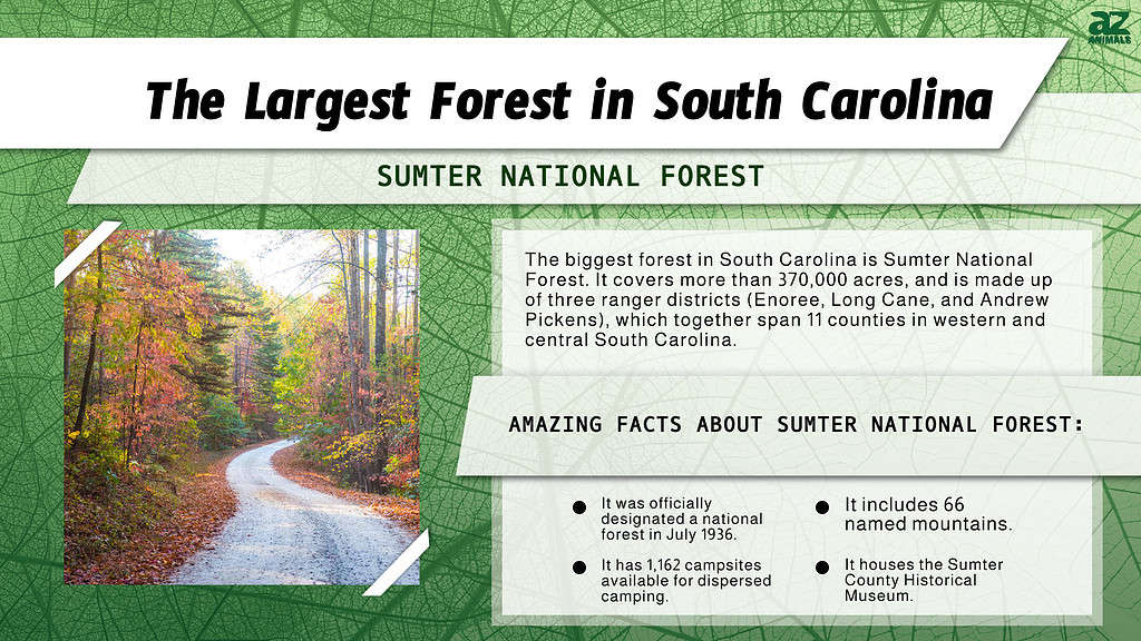 Infographic of the Largest Forest in South Carolina