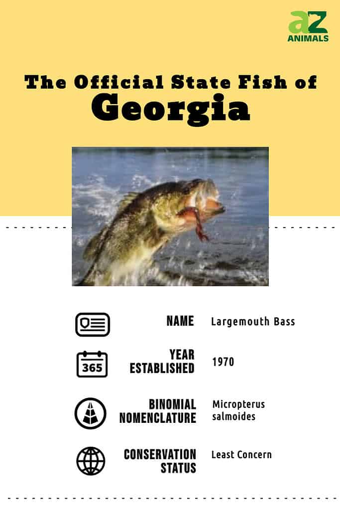 State animal infographic for the state fish of GA.