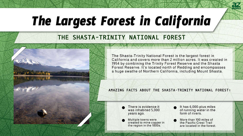 Infographic of the Largest Forest in California