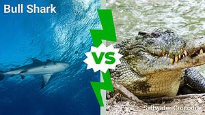 Bull Shark vs. Saltwater Crocodile: Who Would Win in a Fight? Picture
