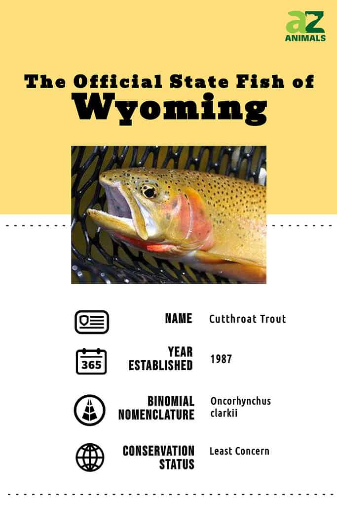 State Animal Infographic for the state fish of Wyoming, the cutthroat trout.
