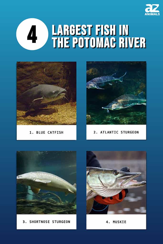 4 Largest Fish in the Potomac River